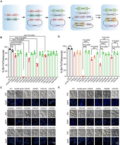 Frontiers Dynamic Histone H3 Modifications Regulate Meiosis