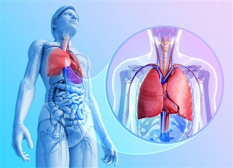 How is the Breathing Process: Physiology, Assisted and Internal - Scope ...