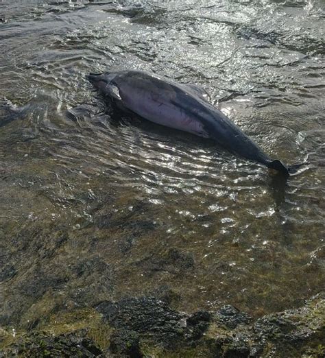 Encuentran un delfín varado en Arrecife