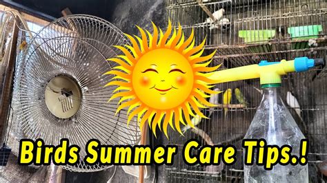 How To Take Care Of Birds In Summer Season Birds Summer Care Tips