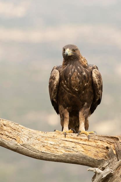 Águila real macho adulto en una zona montañosa del mediterráneo con la