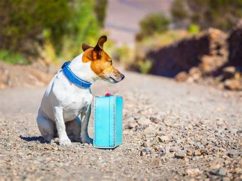 Cómo encontrar a un perro perdido 7 consejos para localizarlo