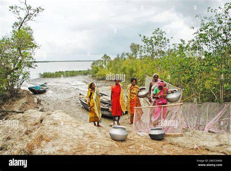 Mujeres recolectando semillas de gambas del río salino del delta de