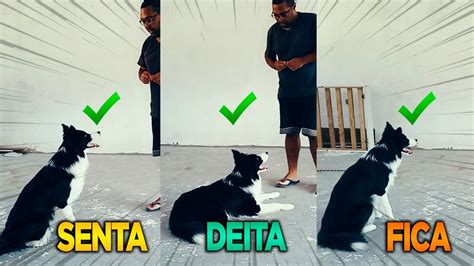 Como Ensinar O Seu Cachorro Sentar Deitar E Ficar Em Minutos