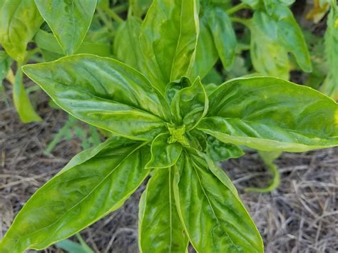 How To Quickly Harvest Save Basil Seeds The Beginner S Garden