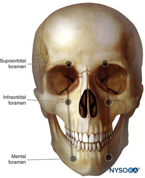 The Superficial Trigeminal Nerve Blocks Nysora E Learning System ...