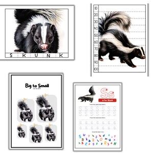 Skunk Mini Unit Study, Skunk Anatomy, Skunk Life Cycle, Summer Activity ...