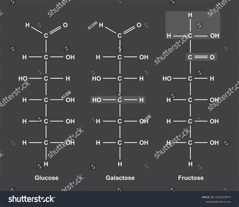 Chemical Illustration Differences Between Three Monosaccharides Stock Vector Royalty Free