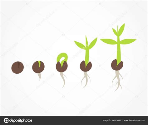 Plant Seed Germination Stages — Stock Vector © Studiobarcelona 164329664