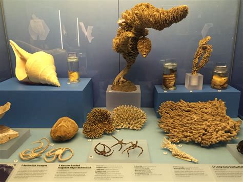 Coral Reefs Secret Cities Of The Sea Natural History Museum London