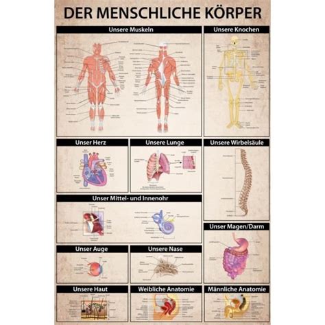 Posters Xxl Le Corps Humain Der Menschliche K Rper X Cm