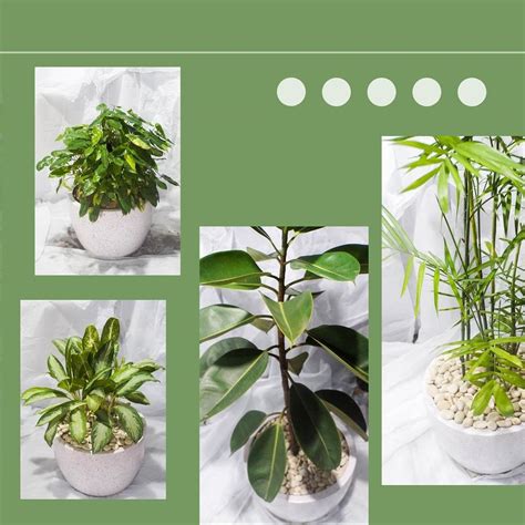 pt green solution lestari atgreensolutionlestari instagram