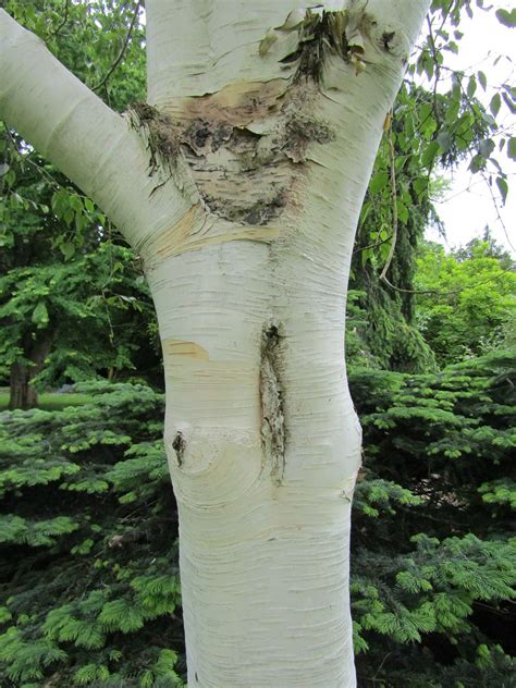 Betula Utilis Var Jacquemontii Grayswood Ghost Sir Haro Flickr