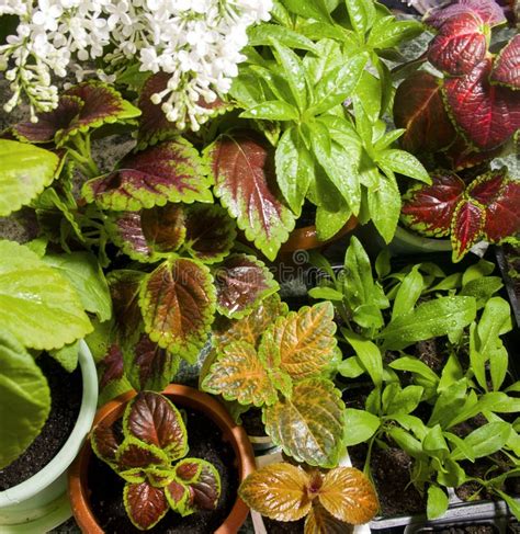 Una Variedad De Flores Verdes En El Hogar Y En El Jard N Pl Ntulas