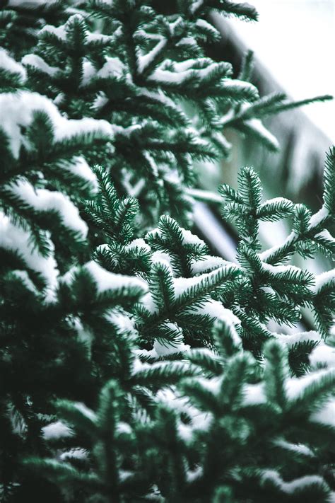 Nature Needle Snow Blur Smooth Branch Spruce Fir HD Phone