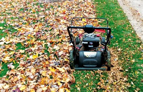 Mulching Leaves Into Lawn What Are The Main Benefits And How To Do It