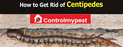 How Do Centipedes Get Into The House Best Tips And Measures To