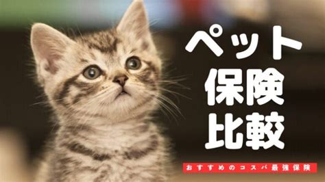 「犬猫ペット保険なんていらない」派の方必見！コスパ最強で最もお得なペット保険【わんデイズにゃんデイズ】わんにゃん安心保険・アニコム損保との比較