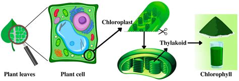 Chlorophyll In A Plant Cell