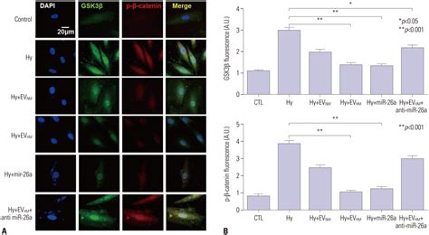 Extracellular Vesicles Derived From Hypoxic Human Mesenchymal Stem