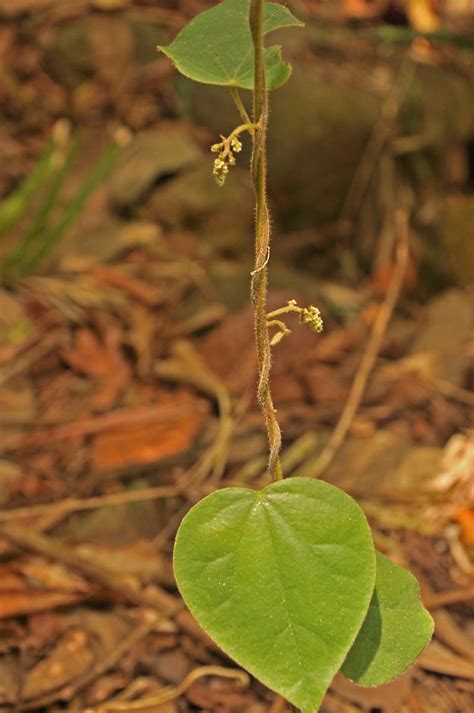 Dioscorea Dioscoreaceae Image 36430 At PhytoImages Siu Edu