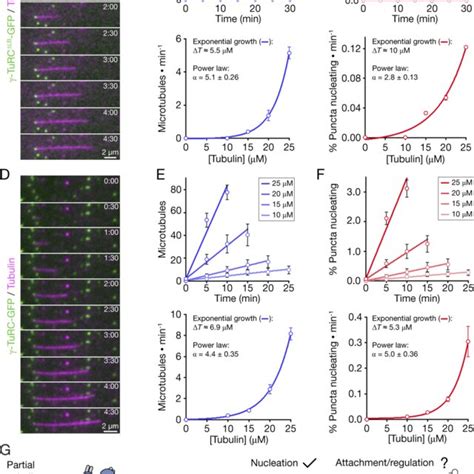 γ TuRC GFP resembles the native human γ TuRC in overall architecture