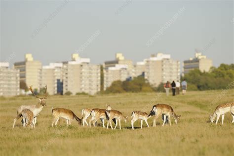 Fallow Deer Grazing Stock Image C0414689 Science Photo Library