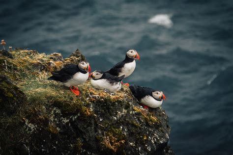 Puffling Season In Vestmannaeyjar A Unique Icelandic Tradition