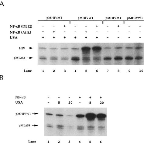 Site Specific Transcriptional Activation Of The Hiv Promoter By Nf Kb