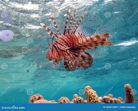 Lion Fish In The Red Sea In Clear Blue Water Hunting For Food Stock