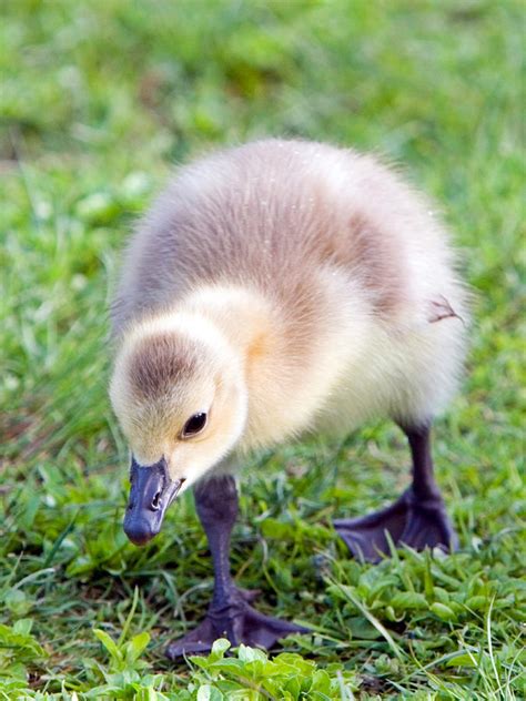 Baby Canada Goose by Randall Ingalls