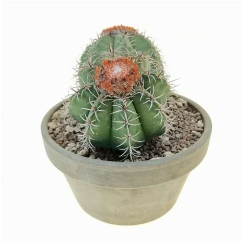 Melocactus matanzanus 17 cm. | Cactaceae - Giromagi vendita piante grasse