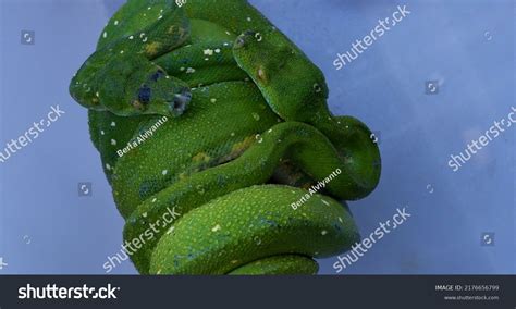 Two Green Tree Pythons Morelia Viridis Stock Photo 2176656799