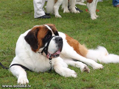 Сенбернар - Фото - страница 10 на SOBAKA.LV