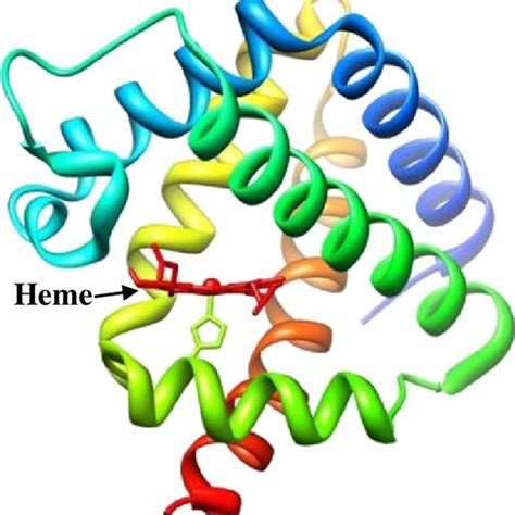 Structure of soybean leghemoglobin a (PDB ID used: 1BIN) | Download Scientific Diagram