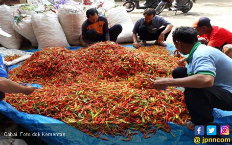 Masa Cuti Lebaran Kementan Kawal Ketat Pergerakan Pasokan Harga Cabai