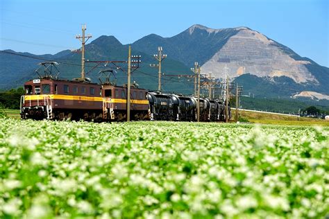 鉄道定番紀行 三岐鉄道のそばの白い花が咲き誇る風景の中を行くセメント貨物他（丹生川～三里）