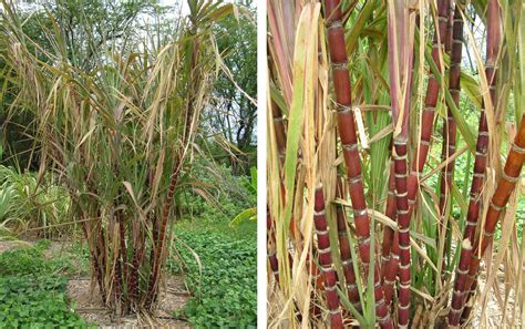 Sugarcane Stem