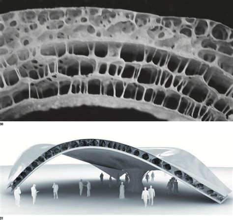 Biomimicry in Architecture | Notion | Biomimicry architecture, Architecture design concept ...