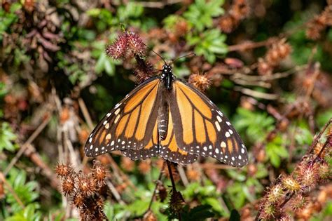 Reduce La Presencia De La Mariposa Monarca En M Xico Por Cambio