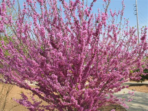 Online Plant Guide Cercis Chinensis Chinese Redbud