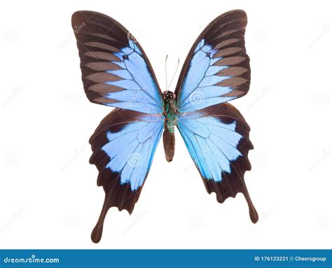 Blue Emperor Butterfly Isolated on a White Background Stock Image ...