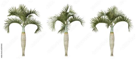 Hyophorbe Lagenicaulis Palm Tree On Transparent Background Png Plant