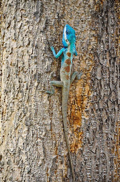 Chameleon Camouflage Stock Photos, Pictures & Royalty-Free Images - iStock