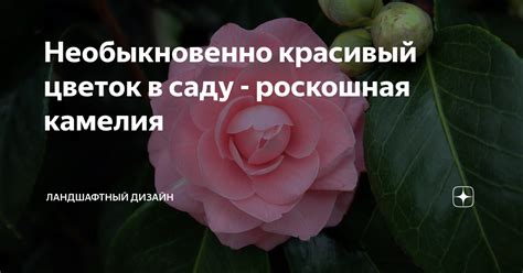 Необыкновенно красивый цветок в саду - роскошная камелия | Ландшафтный ...