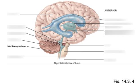 Brian Ventricles Diagram Diagram Quizlet