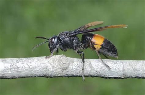 Asian Giant Hornet Facts Size Diet Pictures All Animal Facts