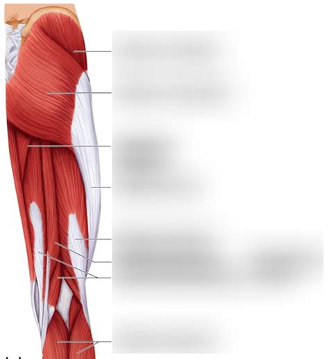 Spm 210 Hamstrings Diagram Quizlet