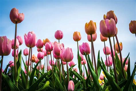 Growing Tulips How To Care For These Delicate Bulbs