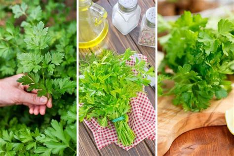 Como Plantar Salsinha Em Canteiro Dê Mais Sabor E Aroma As Suas